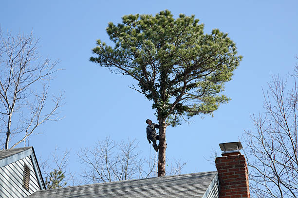 Reliable Oak Park, MI Tree Care Solutions